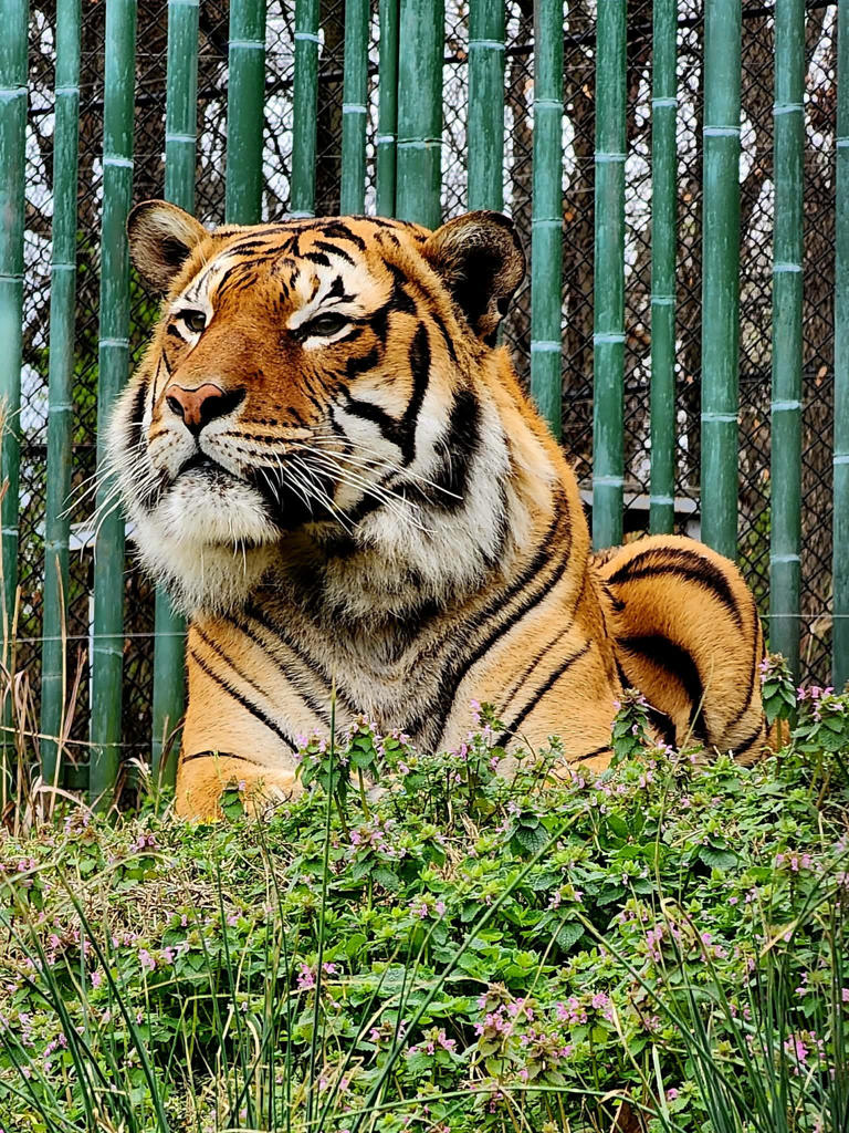 Dickerson Park Zoo euthanizes tiger after finding irremovable cancer