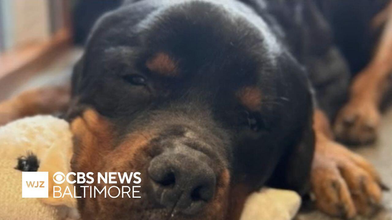 Baltimore County Animal Services rescue injured dog along near I-695