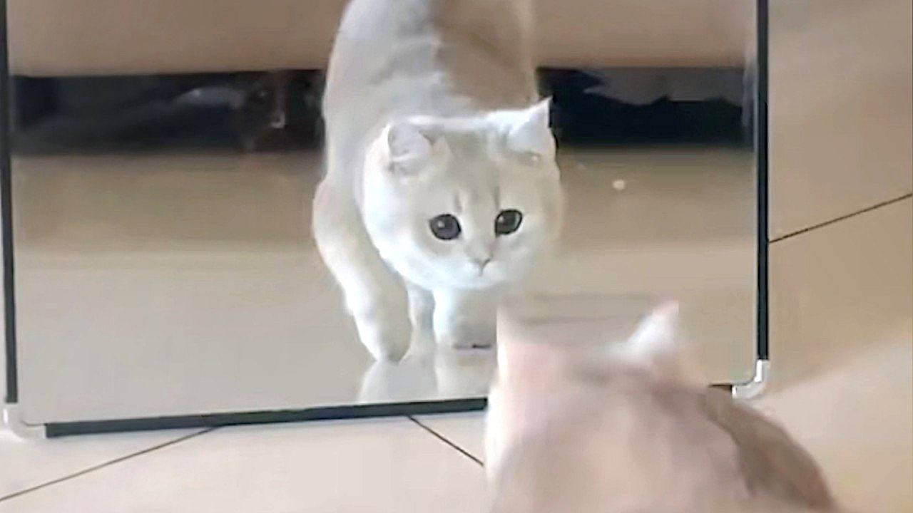 Kitten startled by its own reflection in cute moment