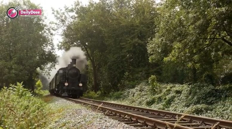 Train driver spots wolves on the trail, what he discovers changes ...