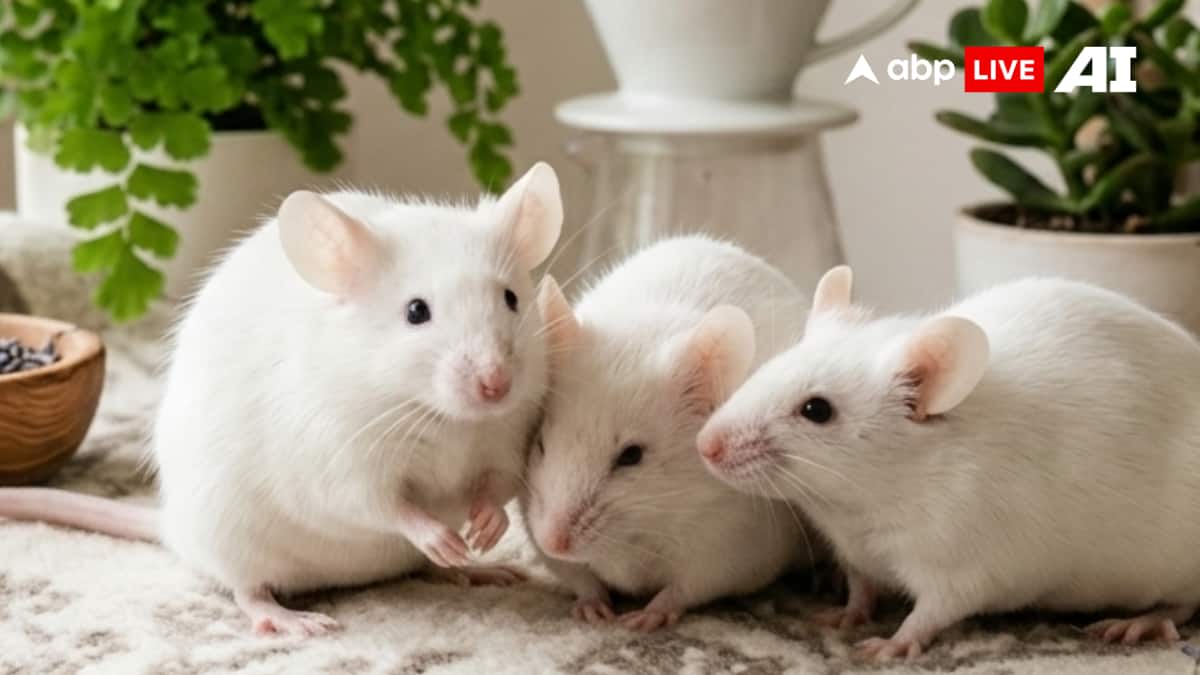 The dark side of cloning: Two-decade study reveals why copies don’t ...