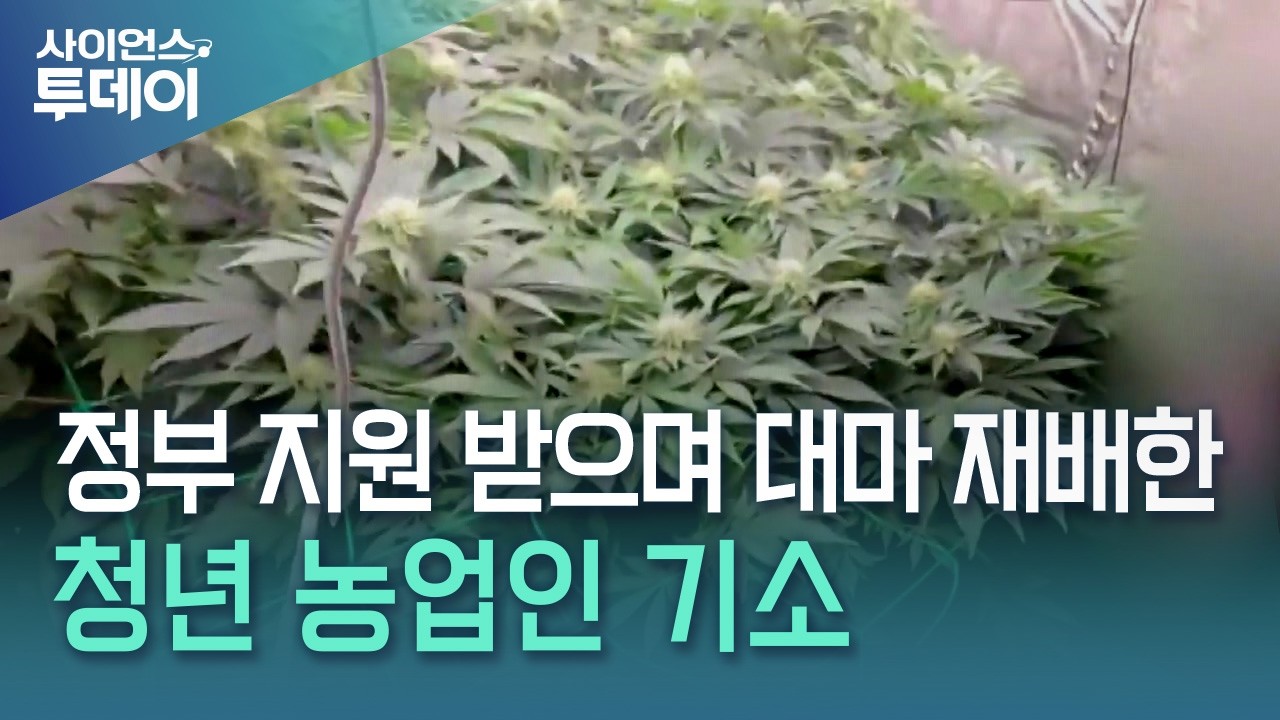 정부 지원 받으며 대마 재배한 청년 농업인 기소 / YTN 사이언스