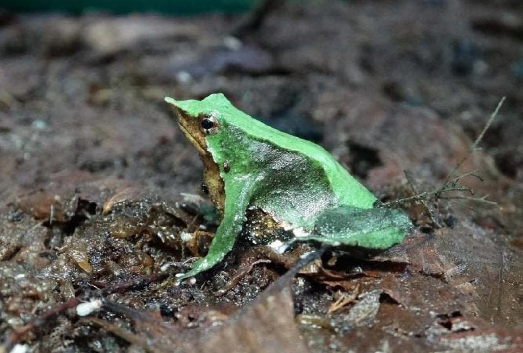 La ranita de Darwin como especie para conservar los bosques templados