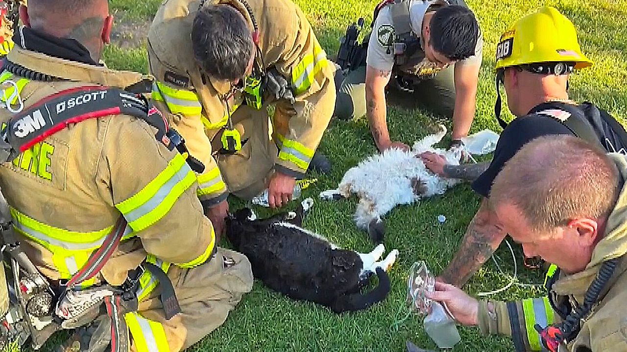 California firefighters and deputy revive cats pulled out of burning ...