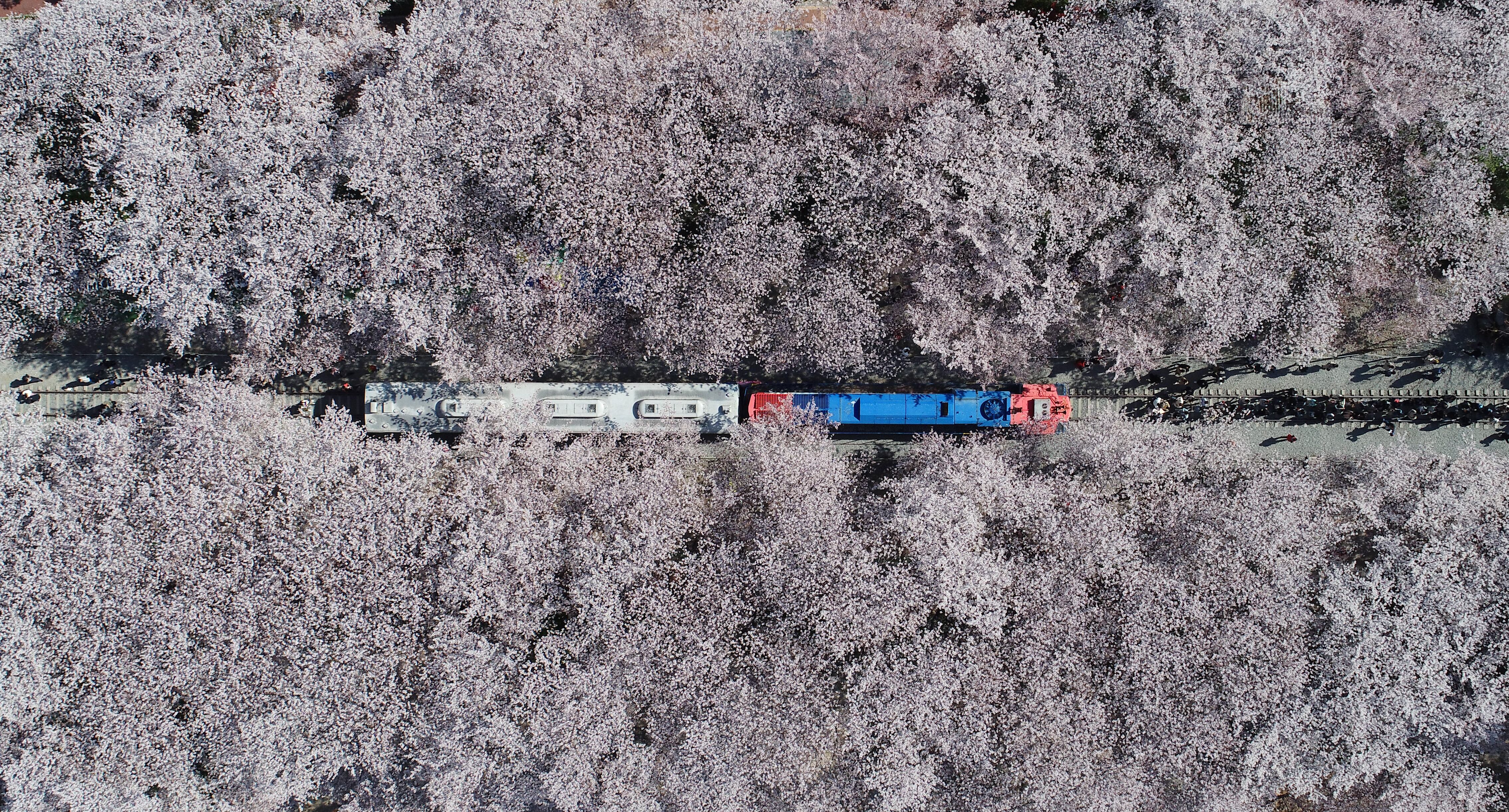 Jinhae cherry blossoms bloom, central regions next