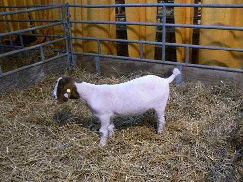 Animal Rescue League of Berks County charges farm owner with torture ...