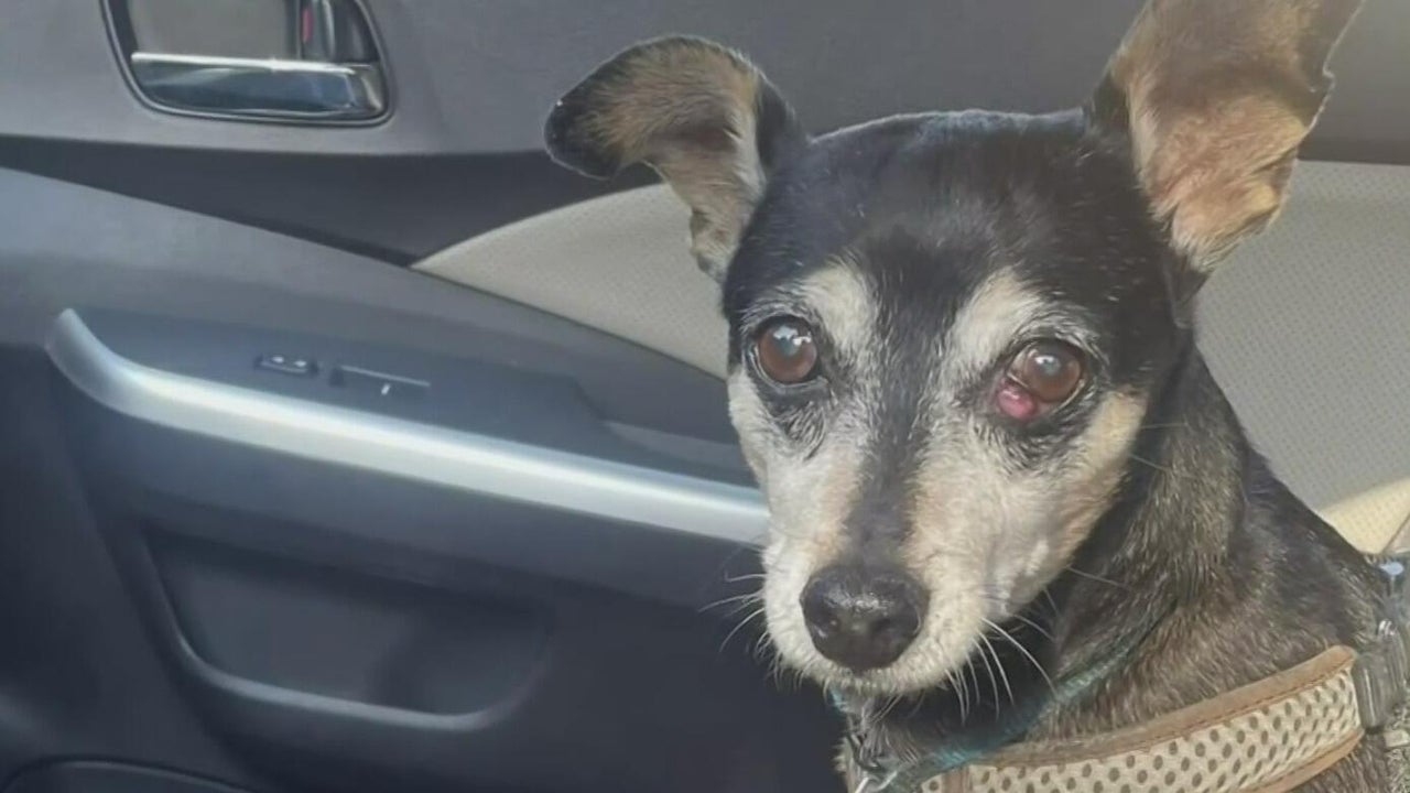 Yolo County DA investigates deadly dog attack at Woodland park