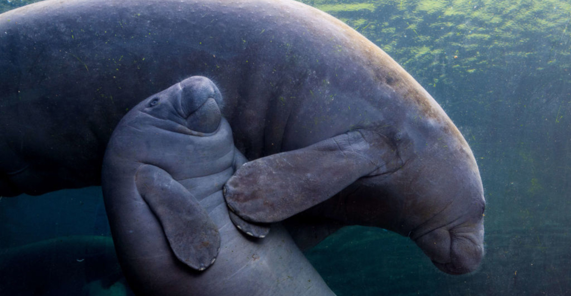 The astonishing world of the manatee