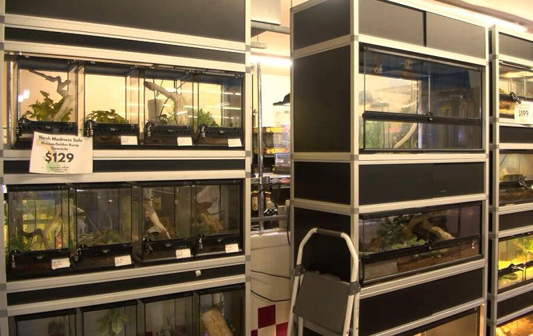 Update: Arrest made in theft of pythons from Tucson pet store