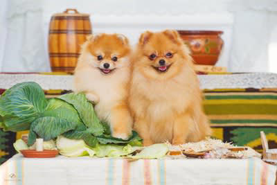 犬の健康を維持する『5つの食材』人間と一緒に食べられるものはあるの？