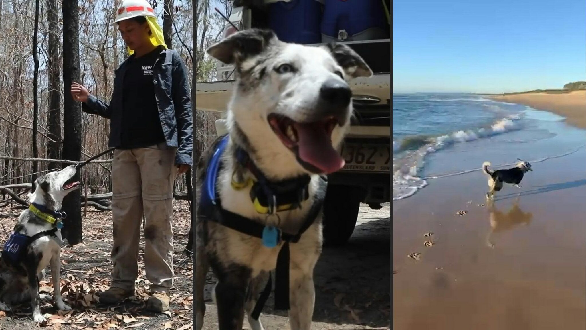 Bear va in pensione: è il cane che ha salvato più di 100 koala dagli ...