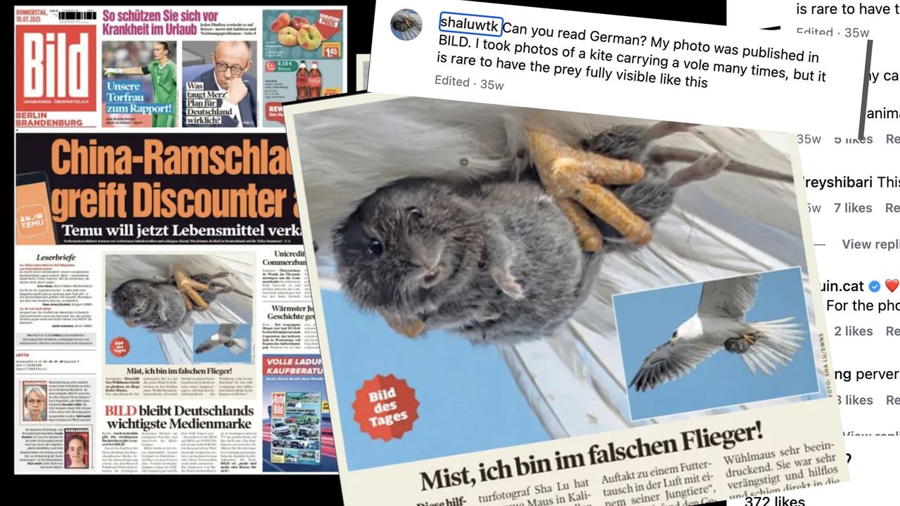 That photo of a terrified vole is back – here's what it can teach us ...