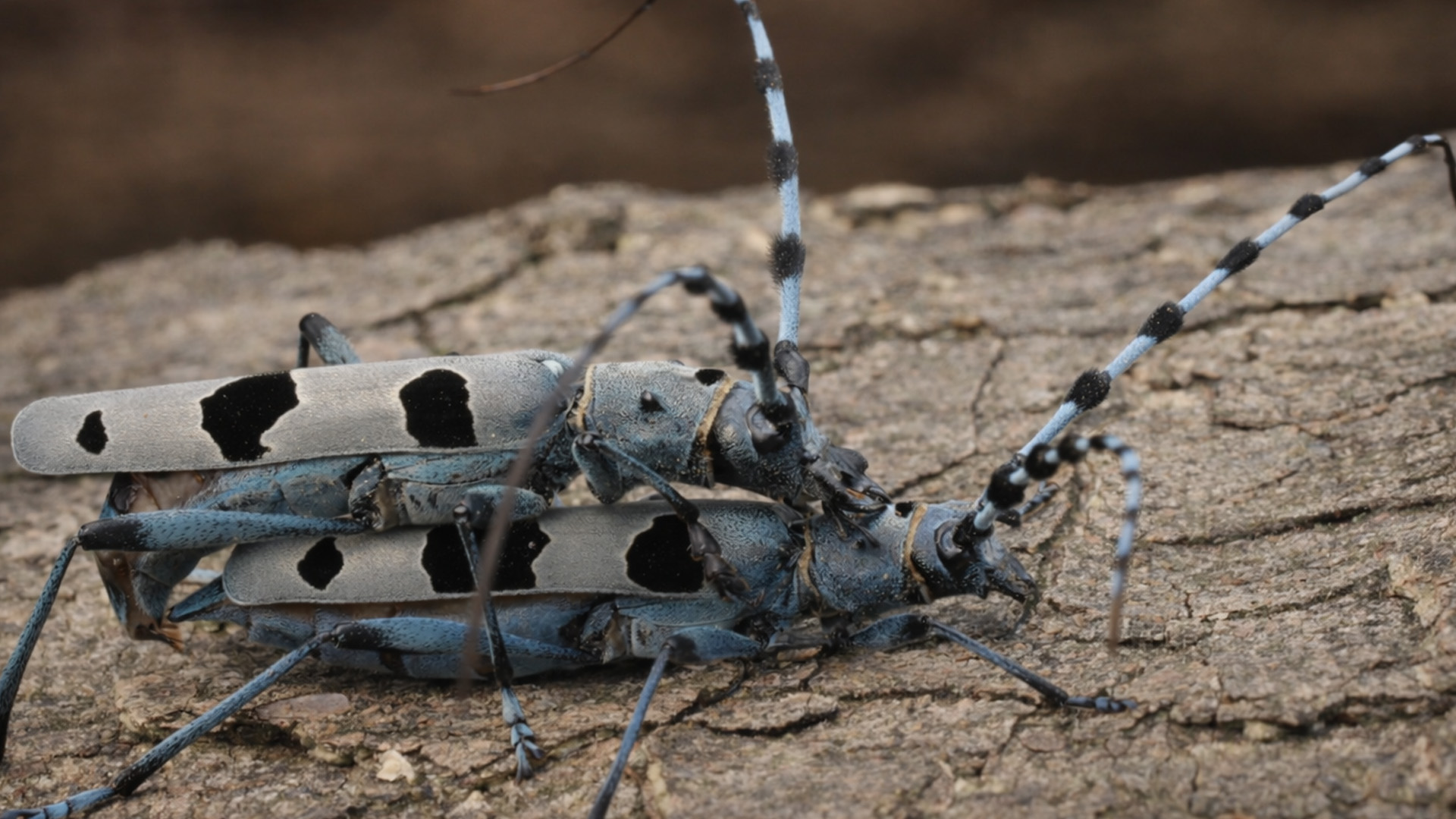 Hidden camera reveals what these beetles do on tree bark