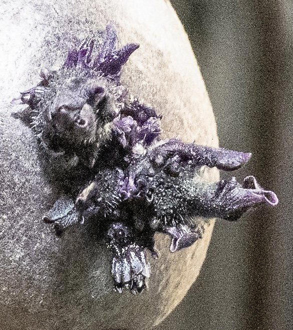 The purple roots disgusted many online (Picture: SWNS)