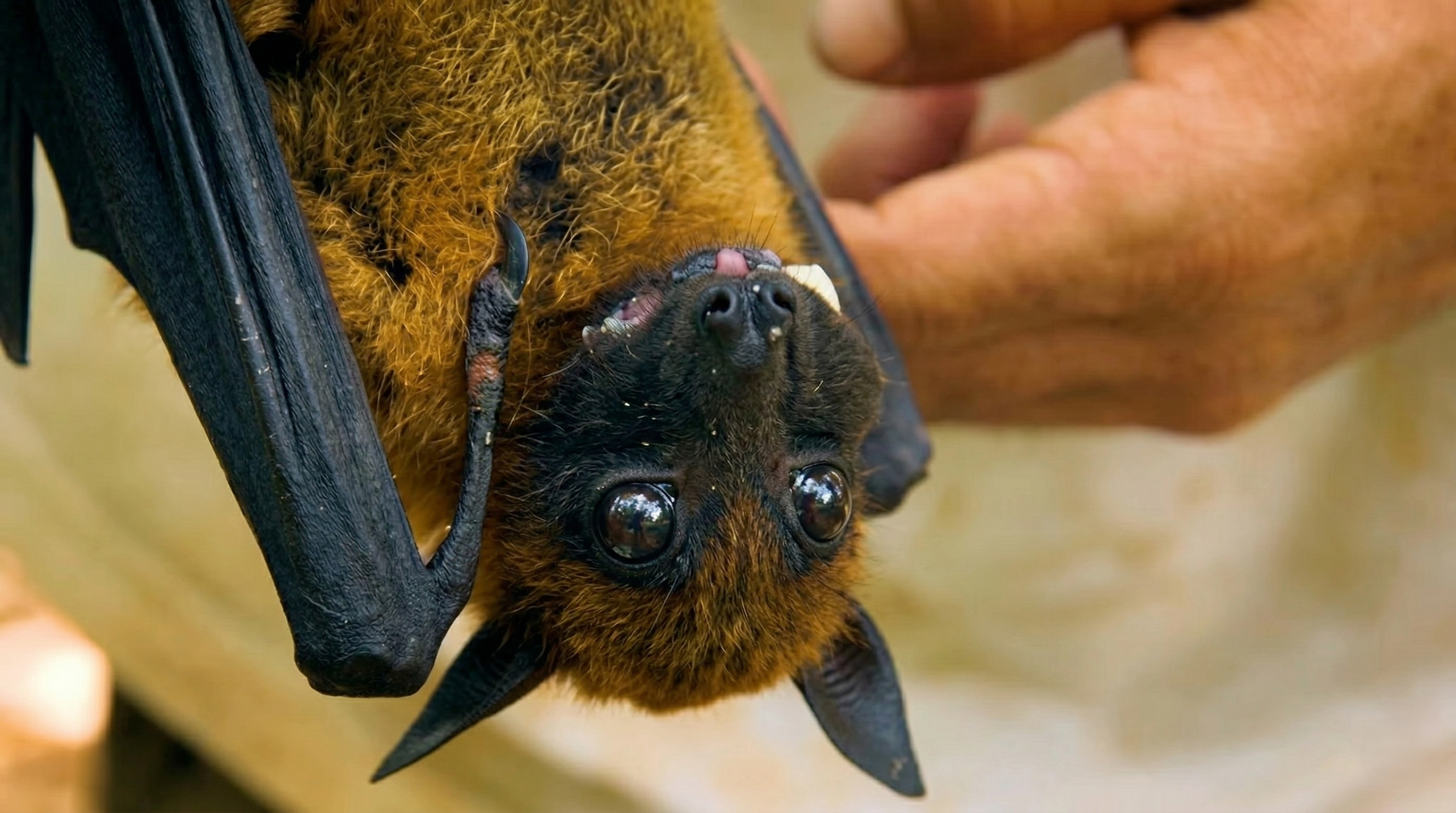Watch what happens when a giant bat takes flight in total darkness
