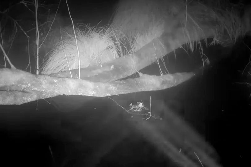 Sighting of ultra-rare UK predator that almost became extinct leaves ...