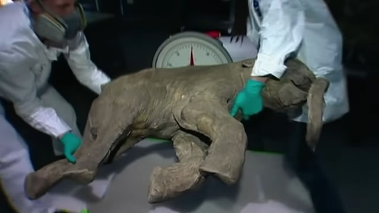 Watch scientists bring an extinct animal back to life - The dead return