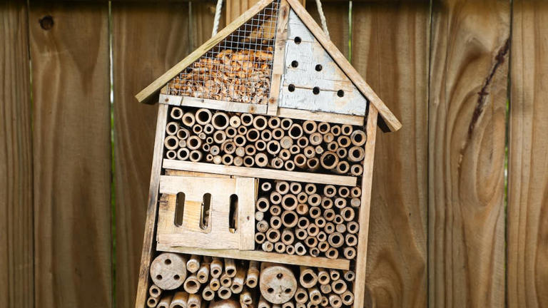 Want to attract more Florida bees to your yard? Here’s how