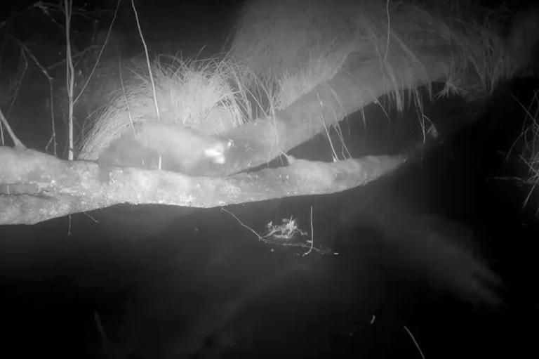 Sighting of ultra-rare UK predator that almost became extinct leaves ...