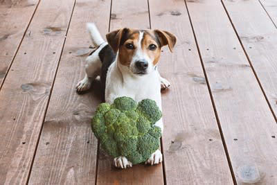 犬の健康を維持する『5つの食材』人間と一緒に食べられるものはあるの？