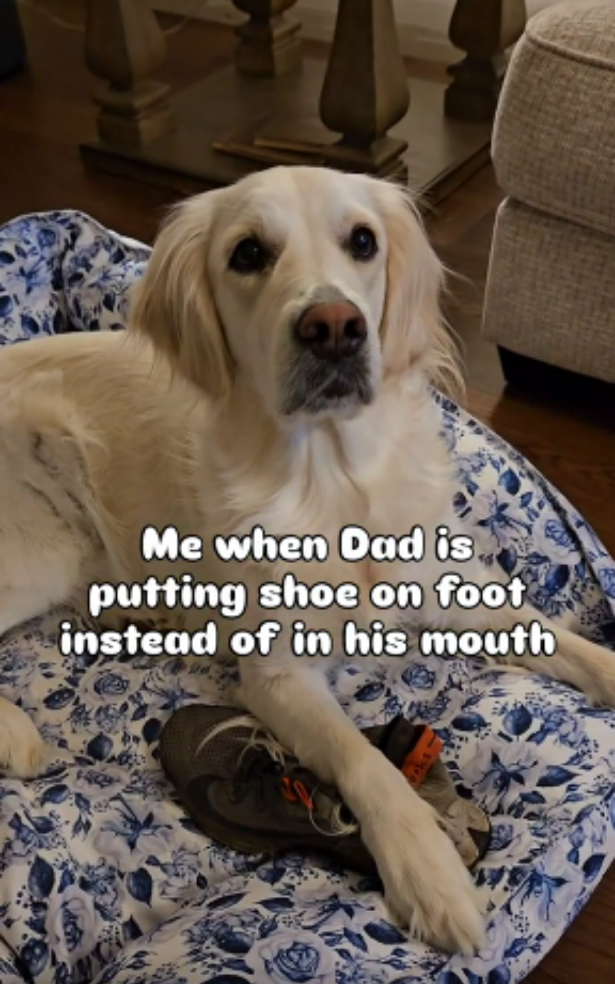 Image showcasing Flying With a Dog? Tips for Traveling Safely - American Kennel Club