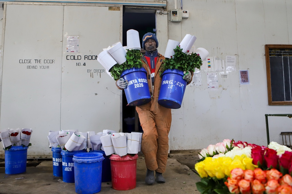 Kenya Flowers War