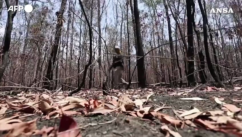 Va in pensione il cane australiano che ha salvato 100 koala
