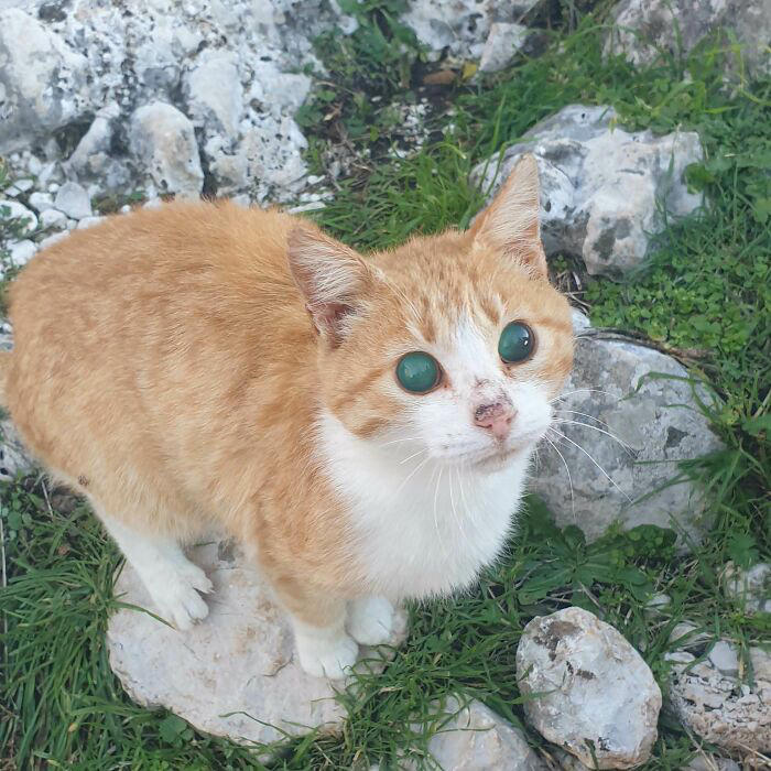 39 pets who laughed in the face of their disabilities and plodded on