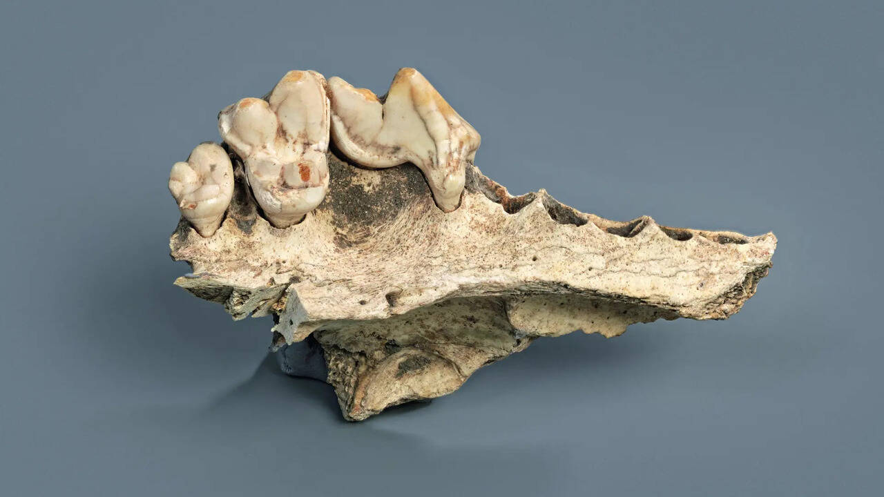 New studies of ancient dog genes reveal their long history with humans
