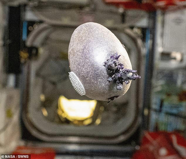 A NASA astronaut has shared a photo of a bizarre tentacled object growing on the International Space Station (ISS)