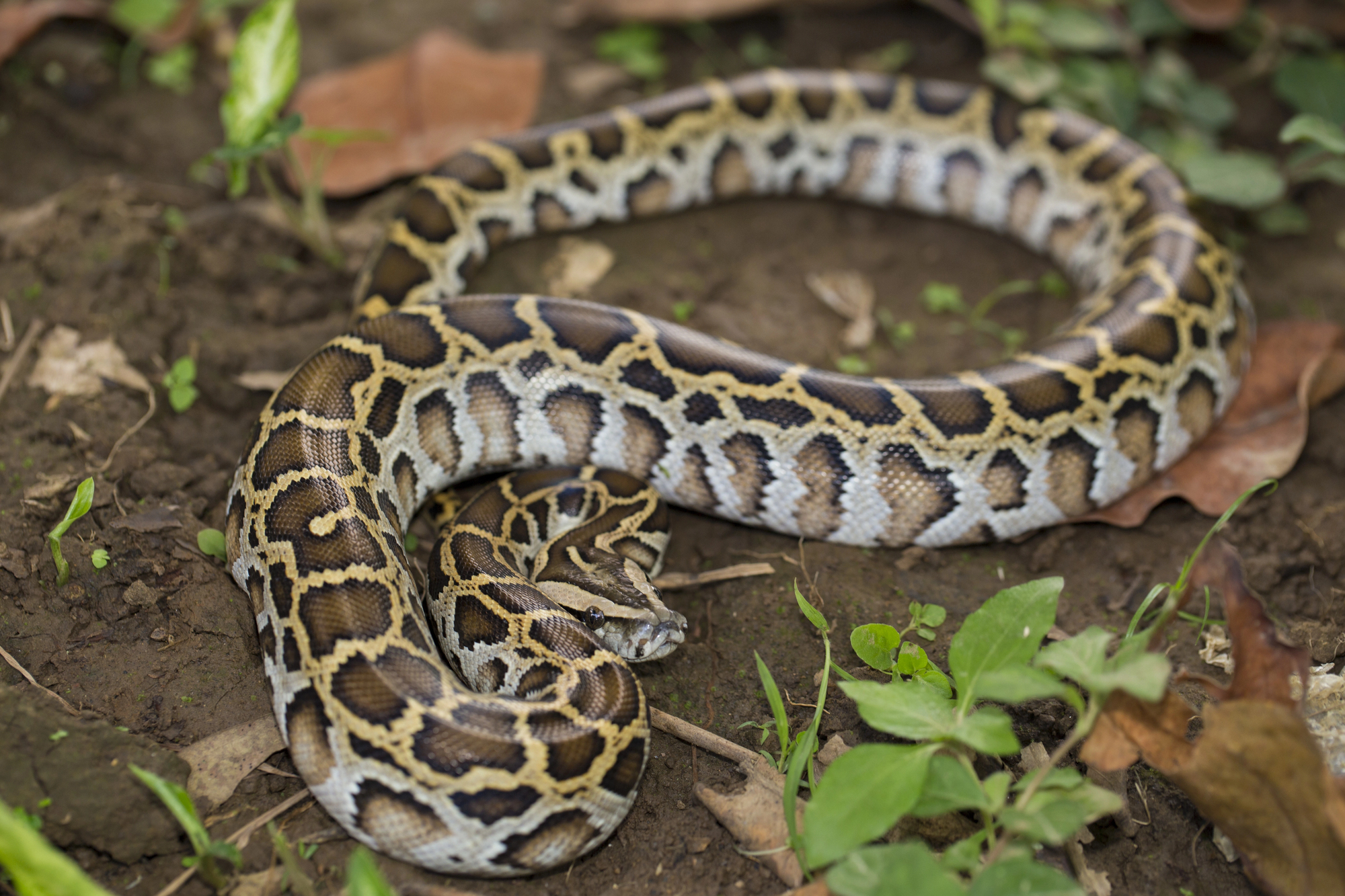 15 most invasive species around the world