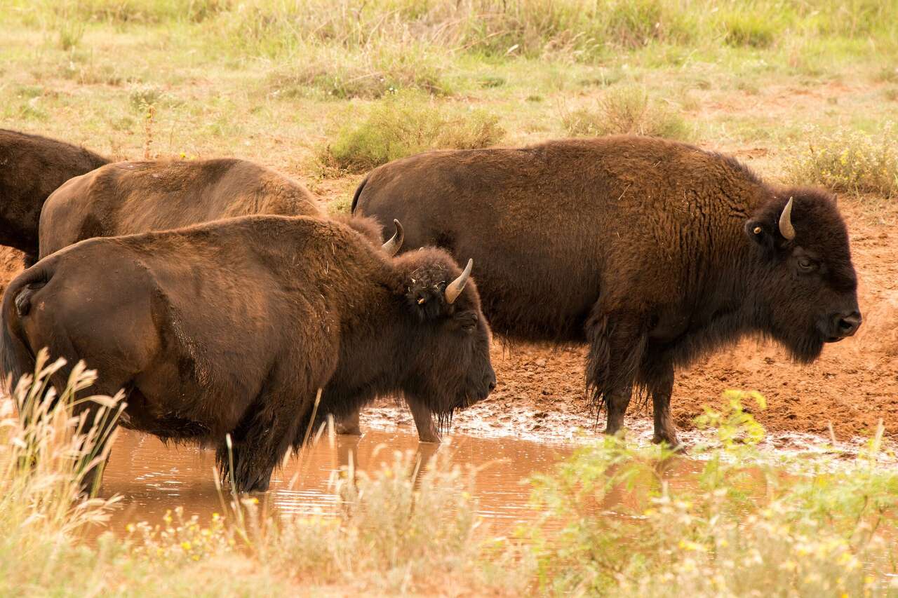 A famous Texas bison herd just got a massive new range
