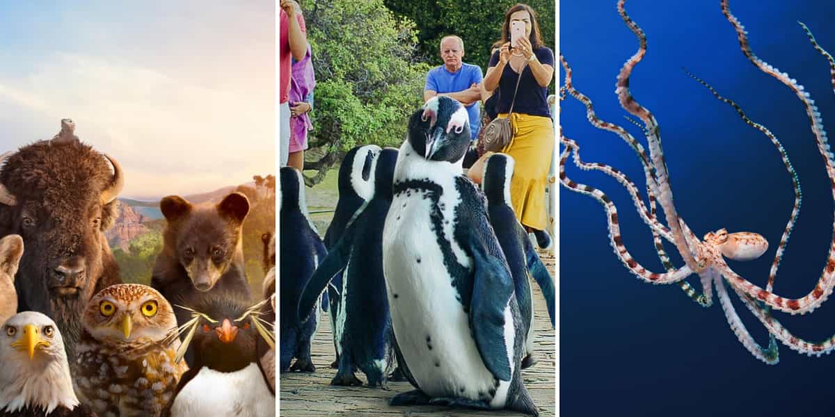 The best nature documentaries narrated by celebrities