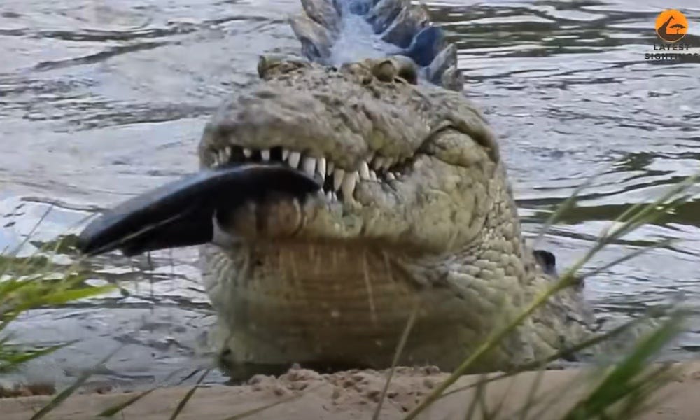 Crocodile filmed eating three sandals; first step in making Crocs