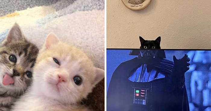 79 hilarious cat moments that perfectly capture their weirdness