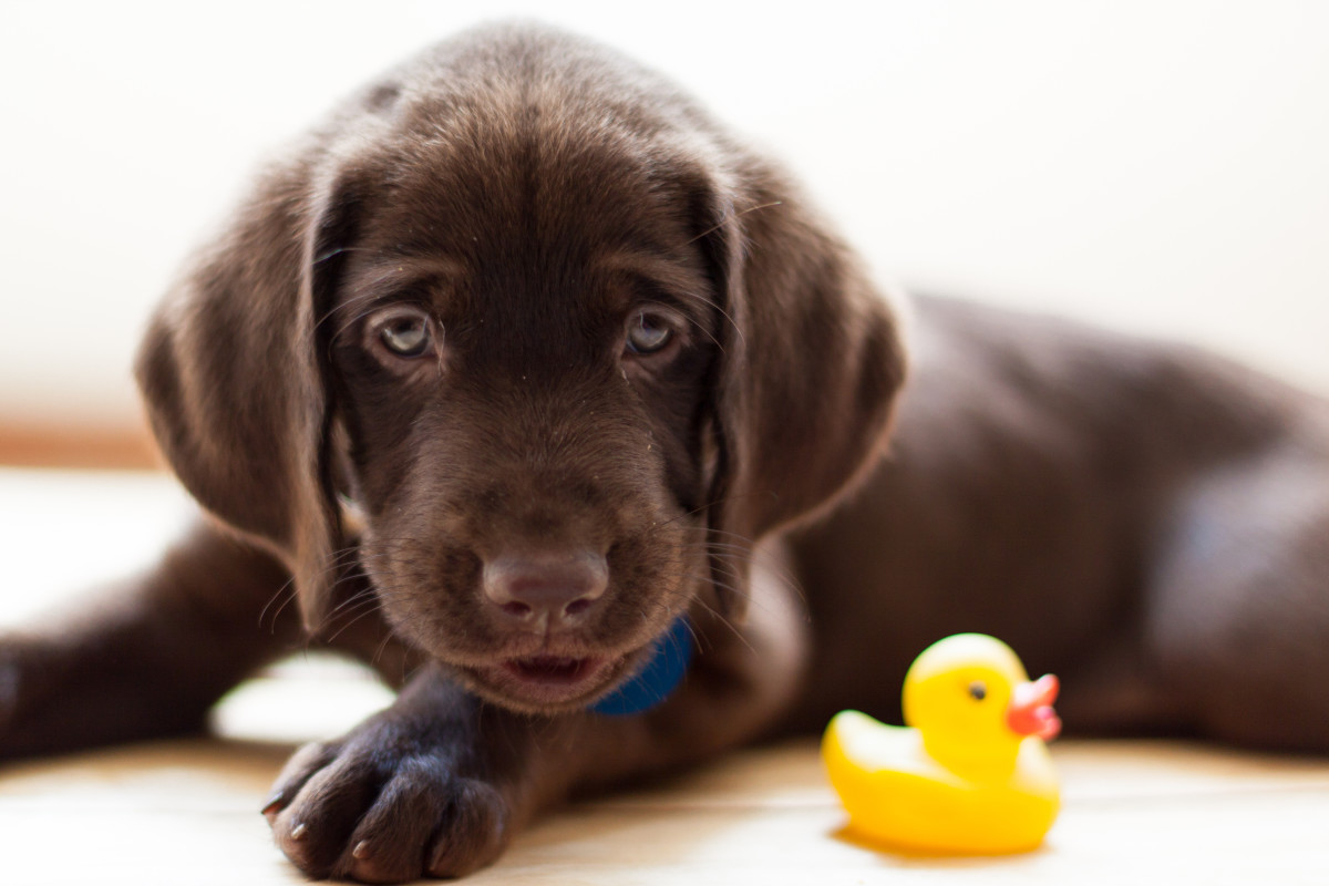 Chocolate lab is the best protector to 'his baby': 'This has my whole ...