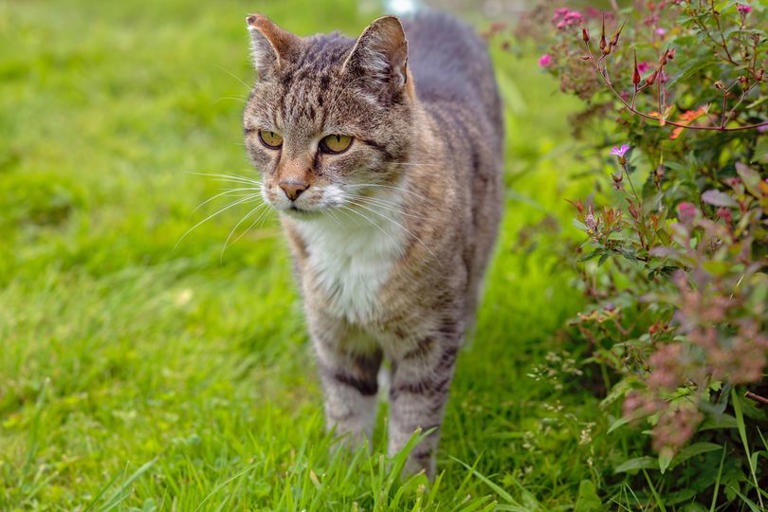Cats will never enter your garden if you use 1 natural method they hate