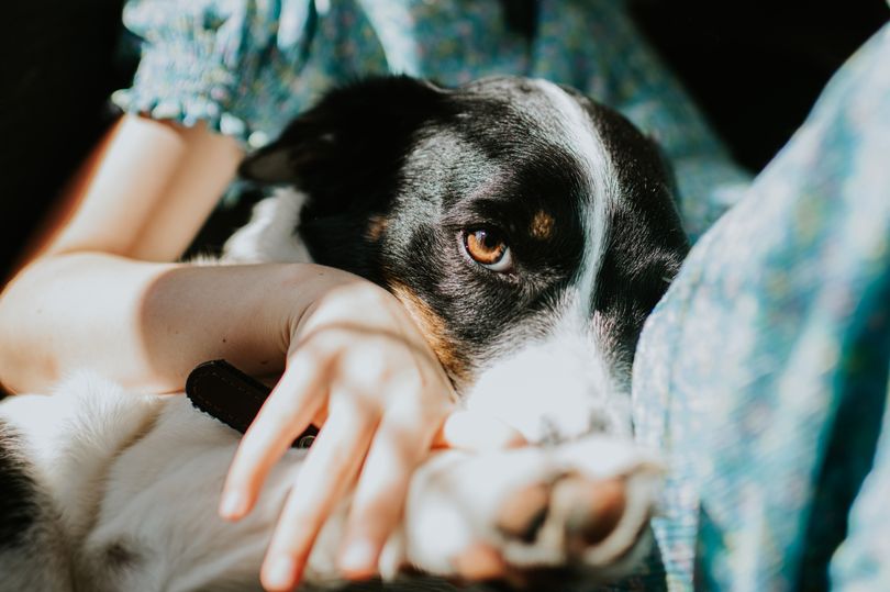 Pet owners can stop 'needy behaviour' with dog trainer's 'simple' exercise