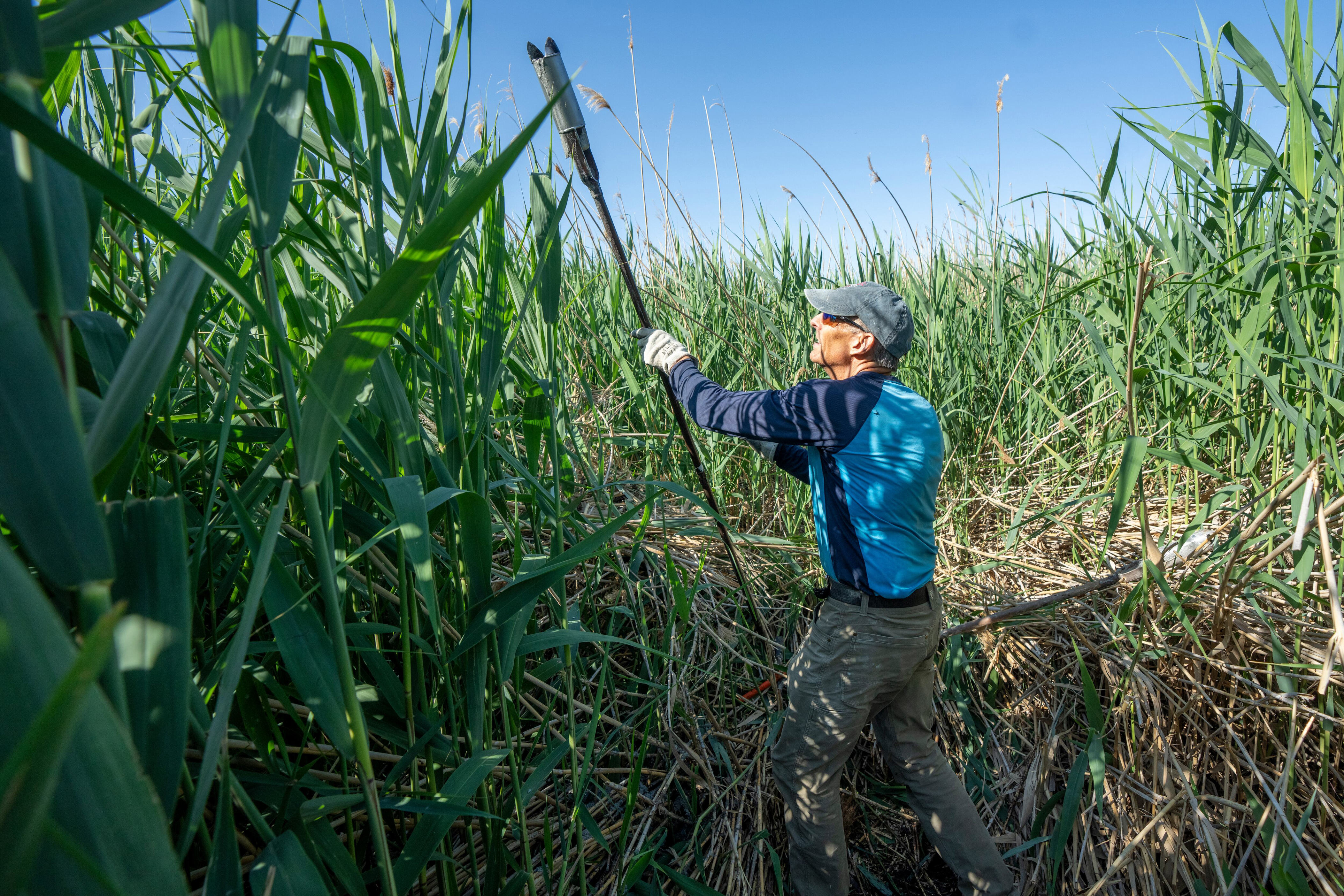 How mapping a water-guzzling invasive weed could help refill the Great ...