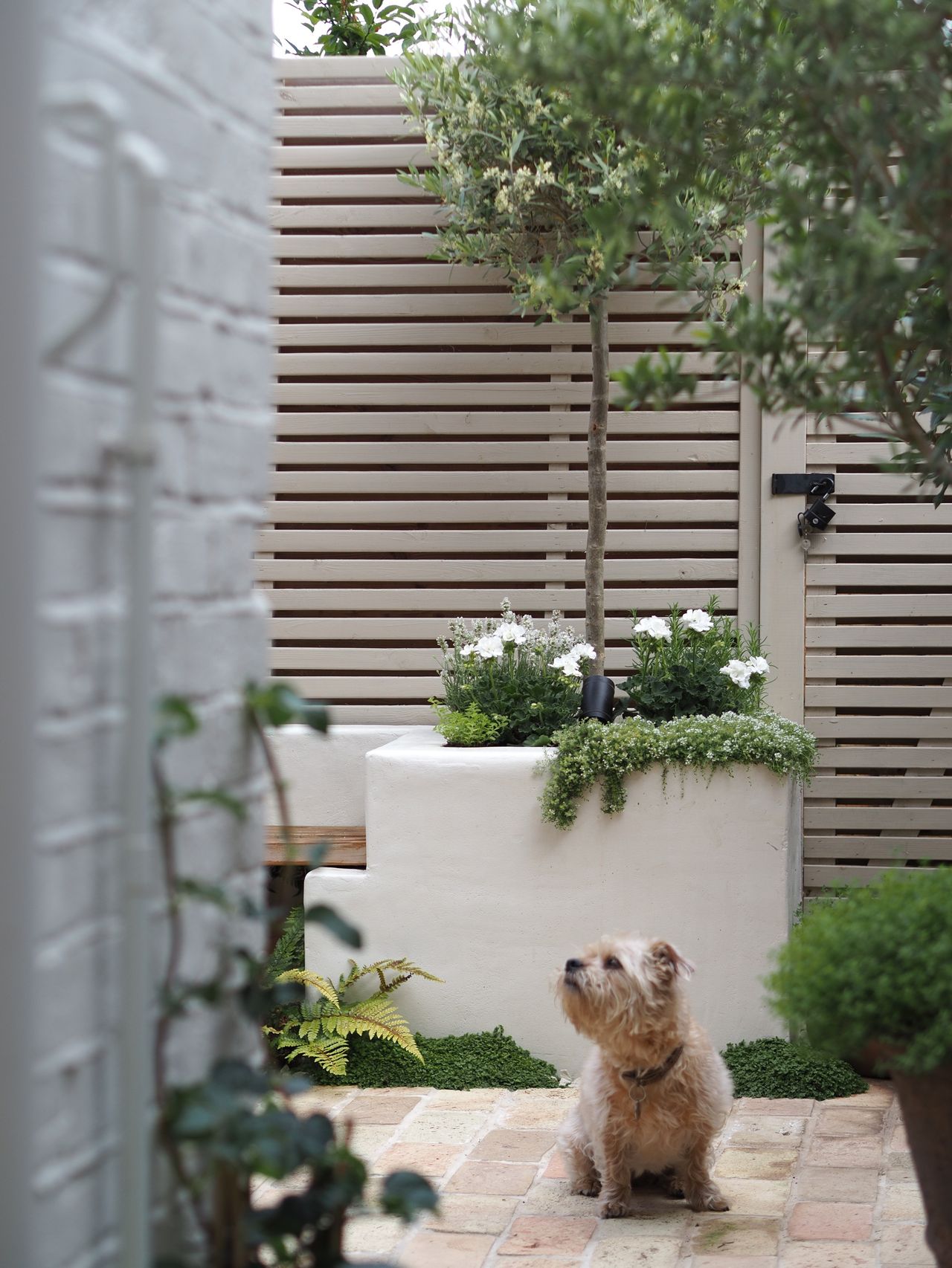 3 trailing plants I always pick for my small garden