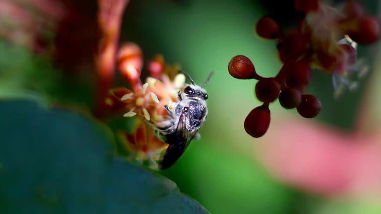 Want to attract more Florida bees to your yard? Here’s how