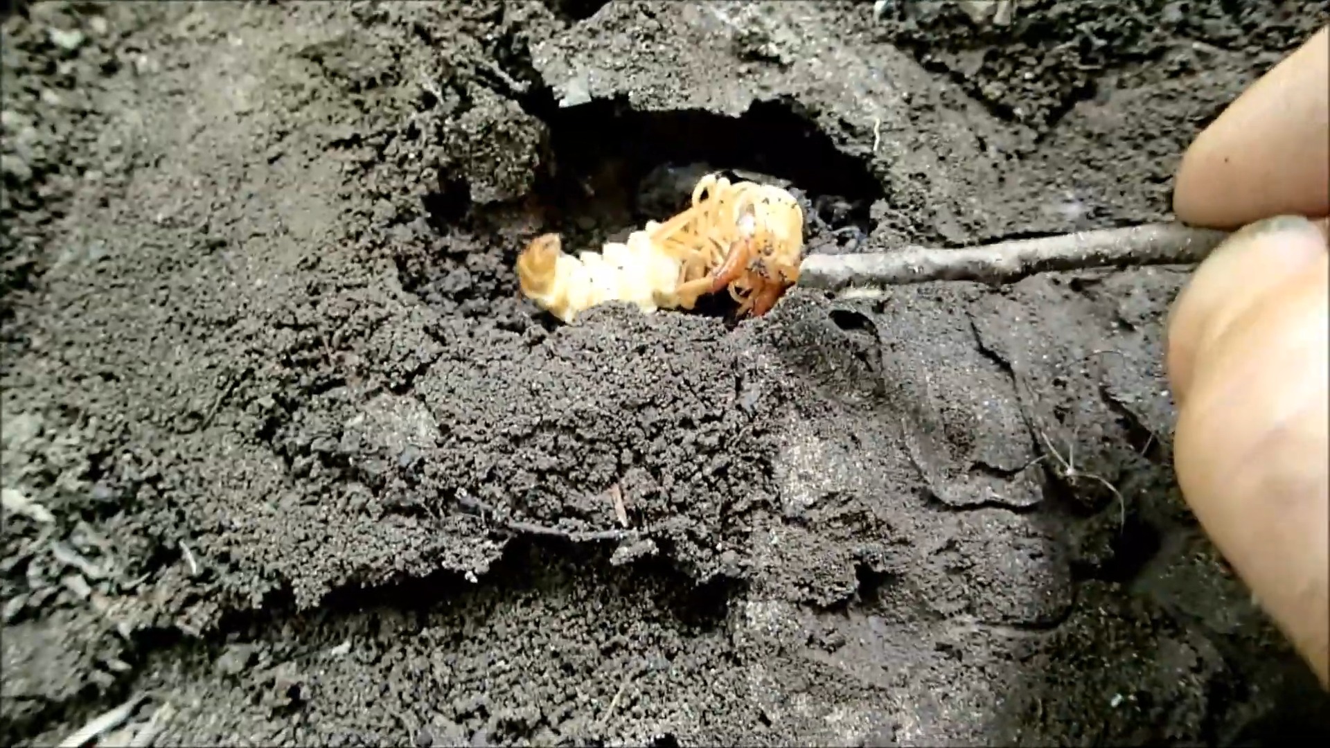 This ugly river creature hides under rocks - then turns into a giant ...
