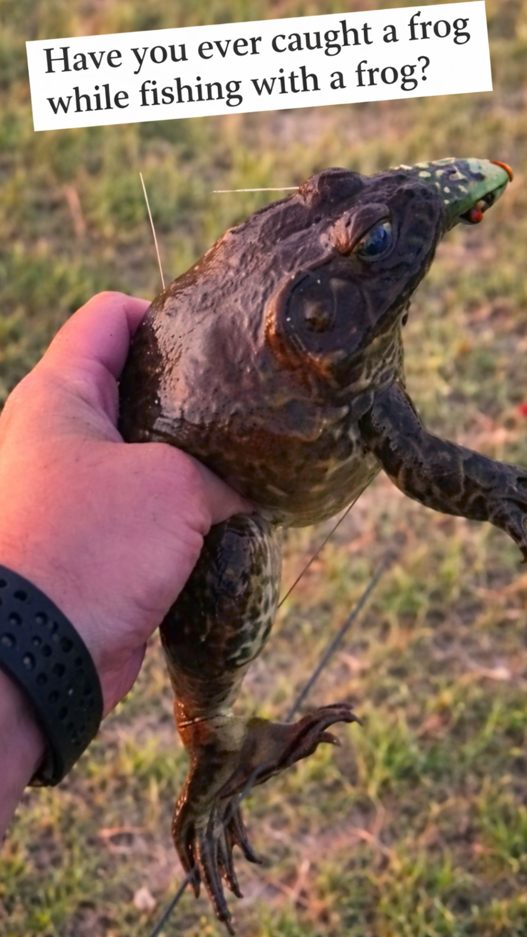 What you do not expect from a topwater frog lure