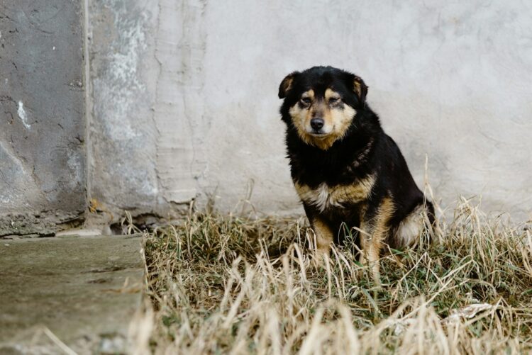 15 signs your dog is scared of you