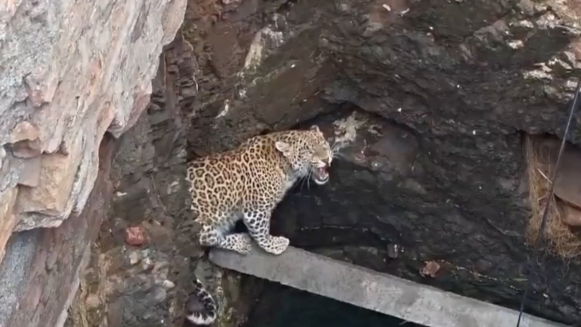 Leopard rescued after wandering into village and falling in well