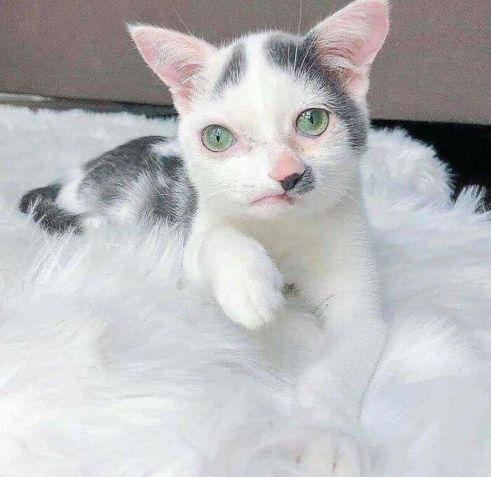 39 pets who laughed in the face of their disabilities and plodded on