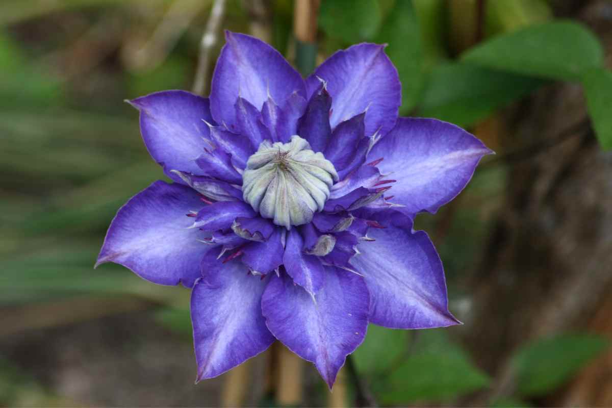 Clematide: tutto quello che devi sapere per coltivare alla perfezione ...