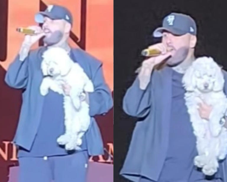 Nicky Jam encontró a una perrita en concierto, la subió al escenario y ...