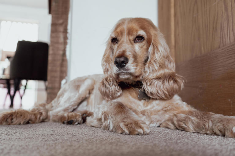 Cocker spaniel puppy has growth spurt but there’s one adorable problem