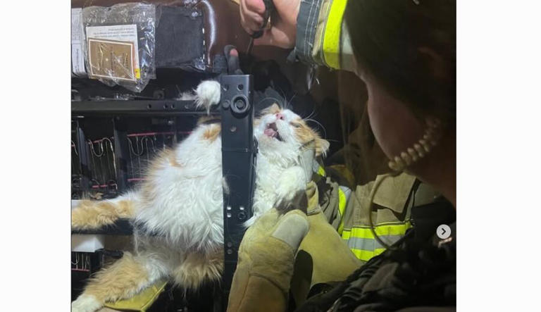 Amazing Overland Park Animal Control Photos